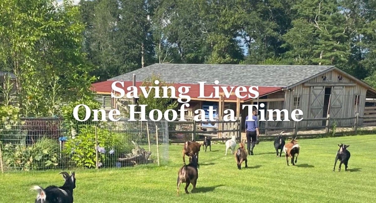 Down to Earth Animal Rescue — goats on the farm